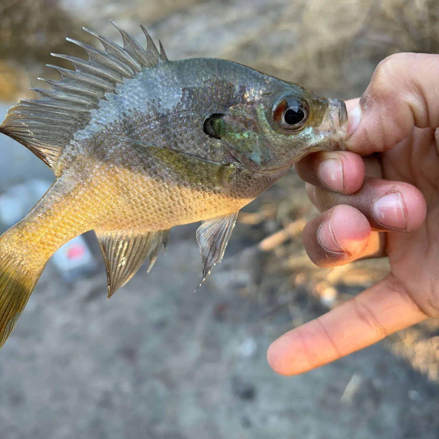 The most recent Coppernose bluegill catches on Fishbrain