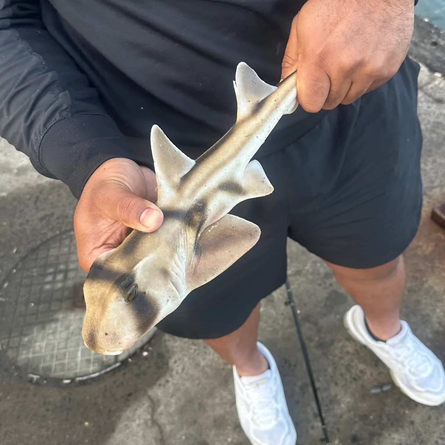 The most recent Port Jackson shark catches on Fishbrain