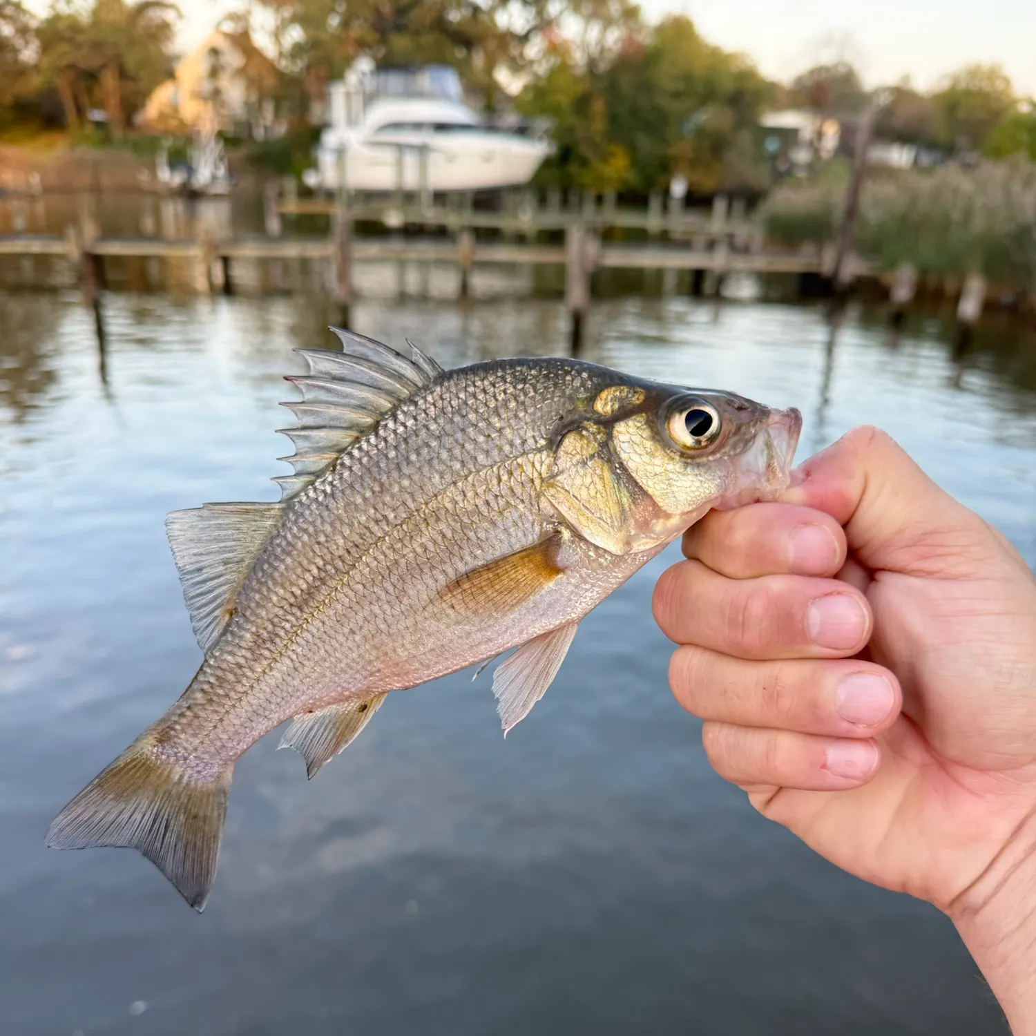 White perch caught on Fishbrain