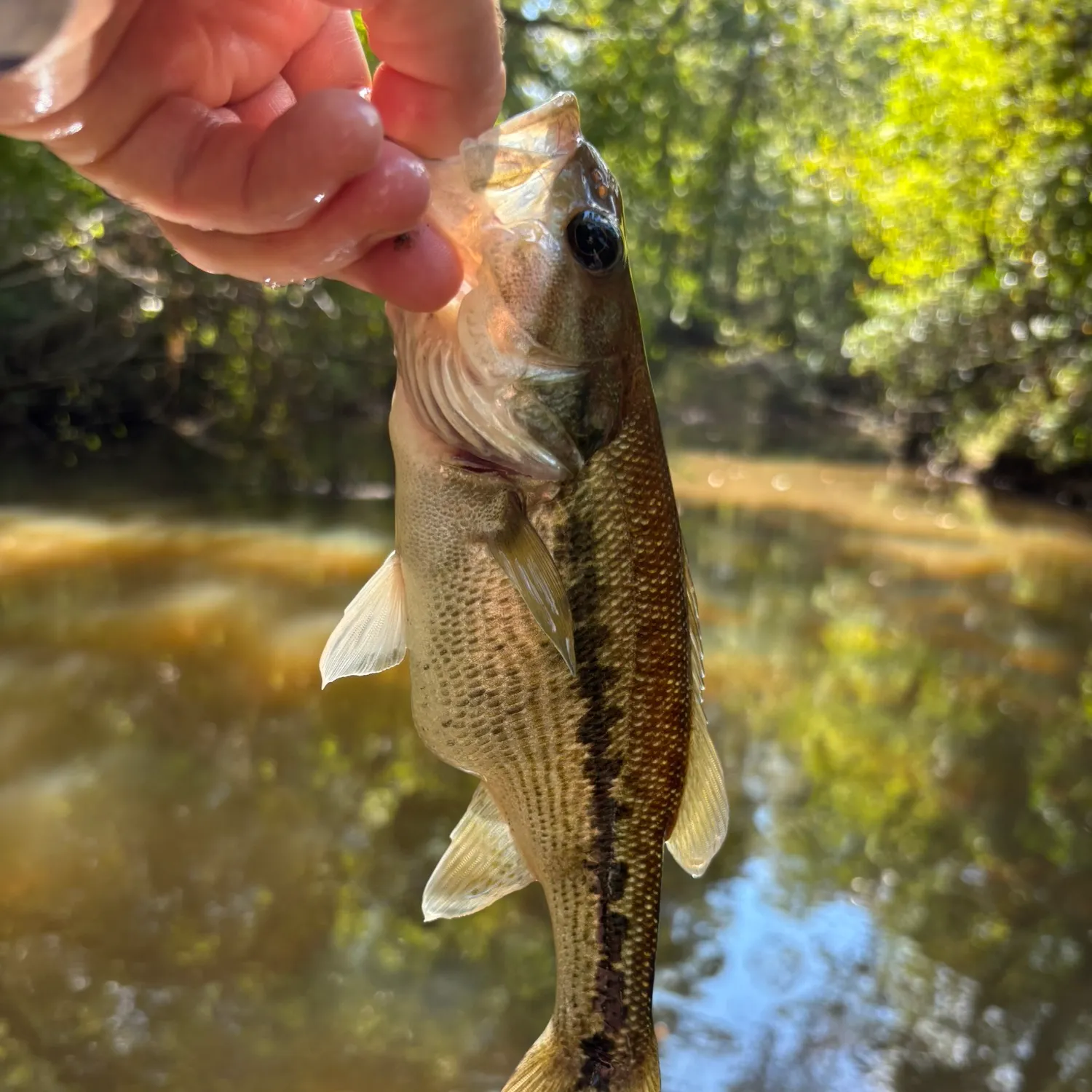 Spotted bass caught on Fishbrain