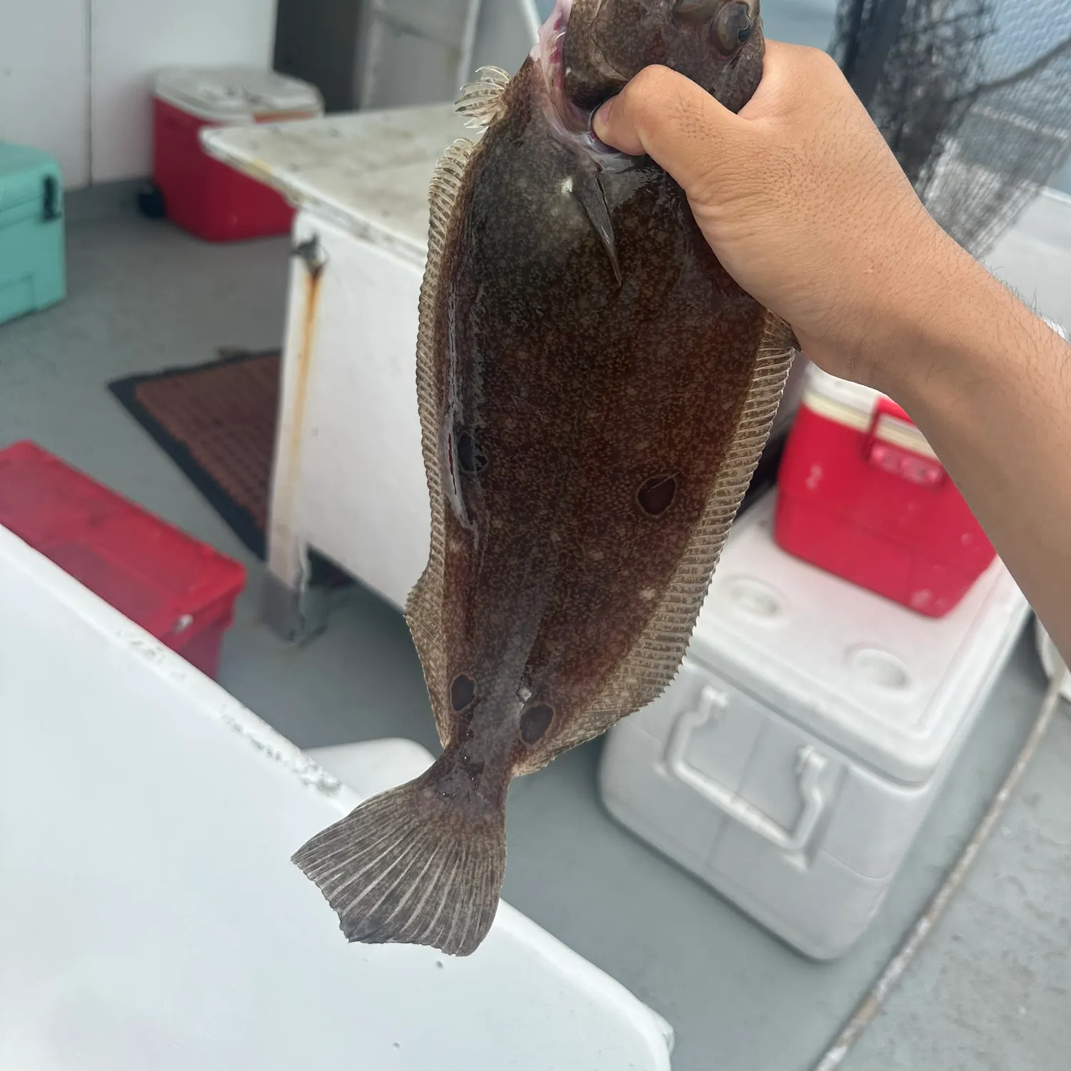 The most recent Fourspot flounder catches on Fishbrain