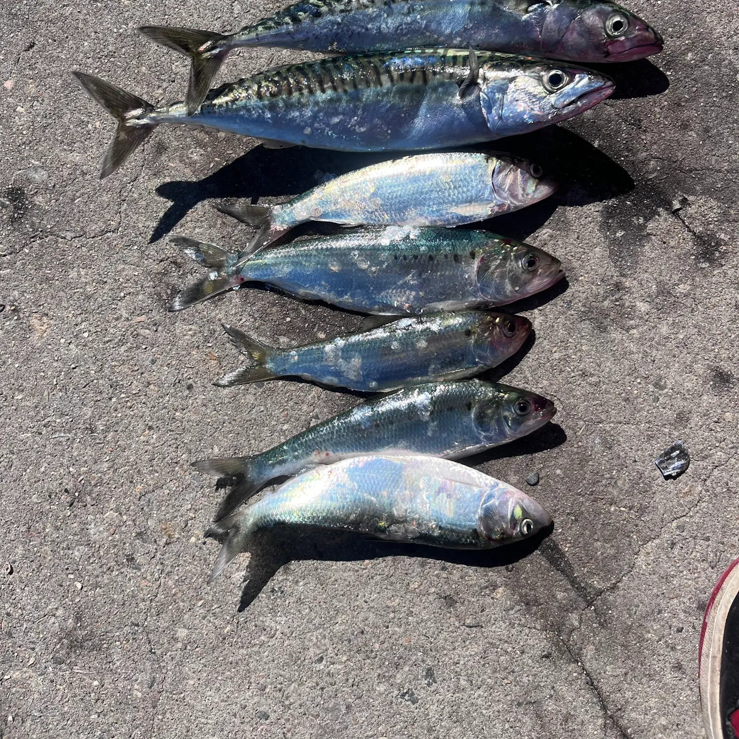 The most recent American shad catches on Fishbrain