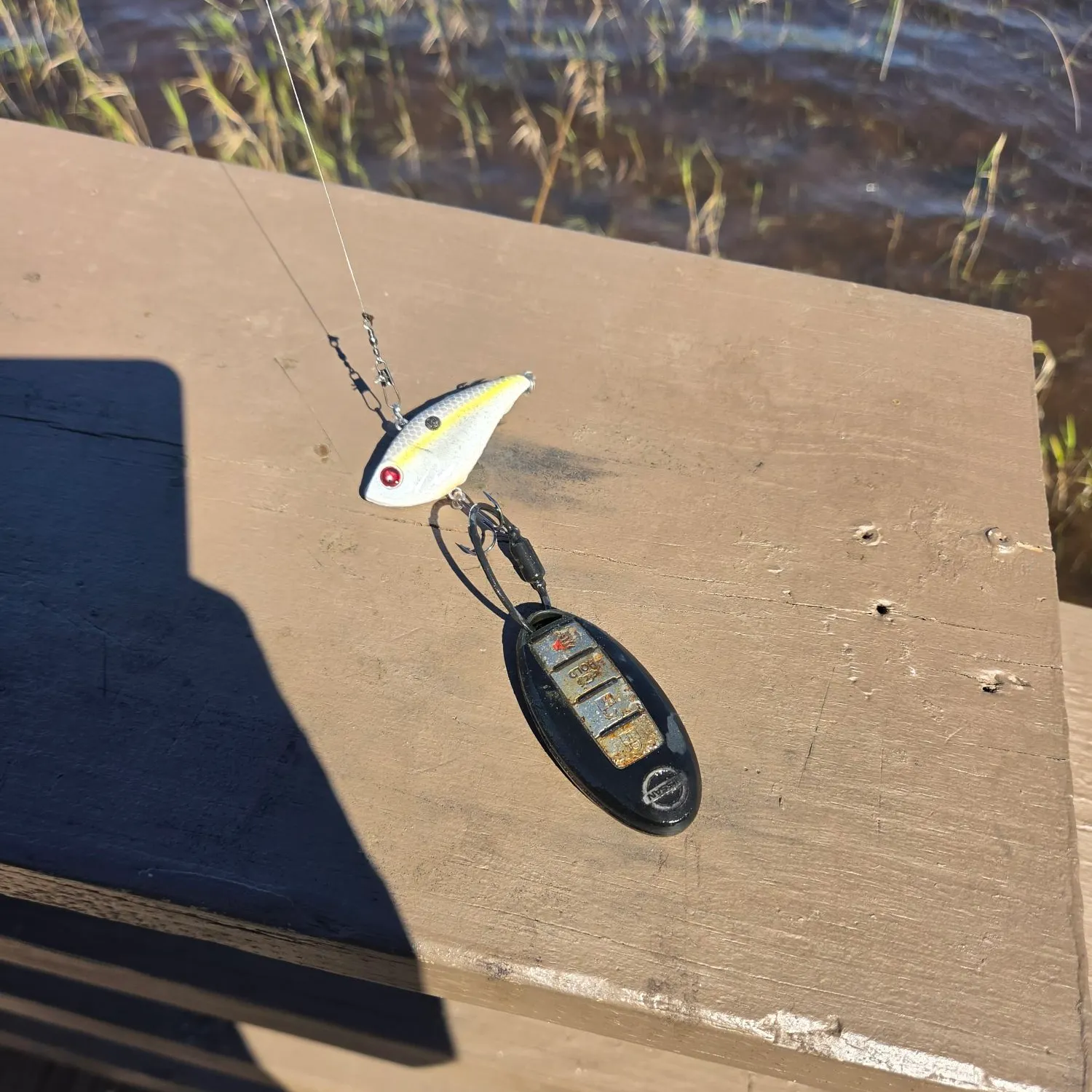Fish caught on Fishbrain