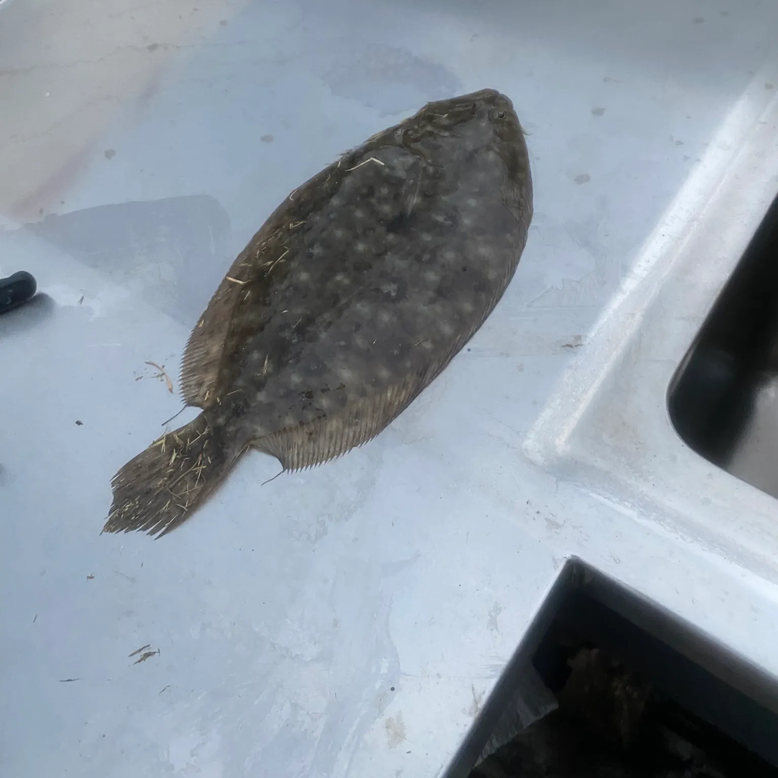 The most recent Smalltooth flounder catches on Fishbrain
