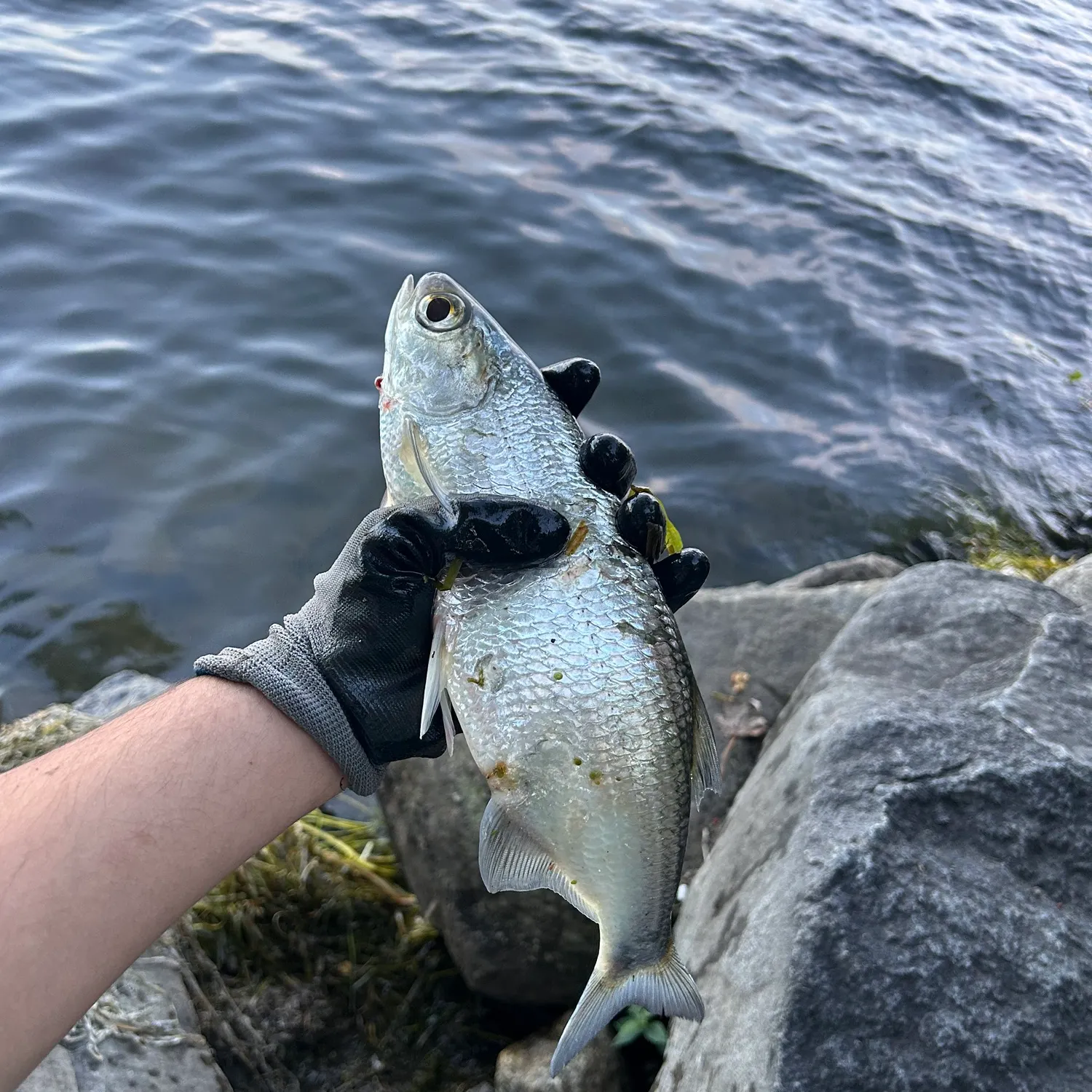 Mooneye caught on Fishbrain