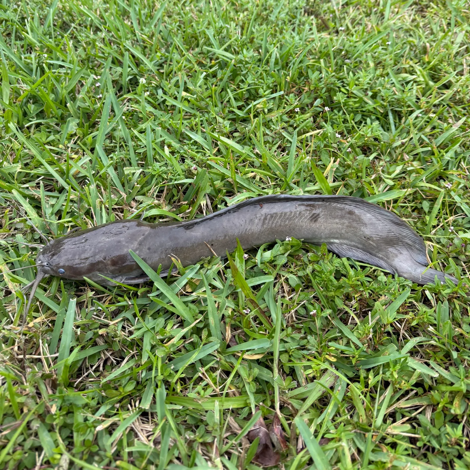 Fish caught on Fishbrain