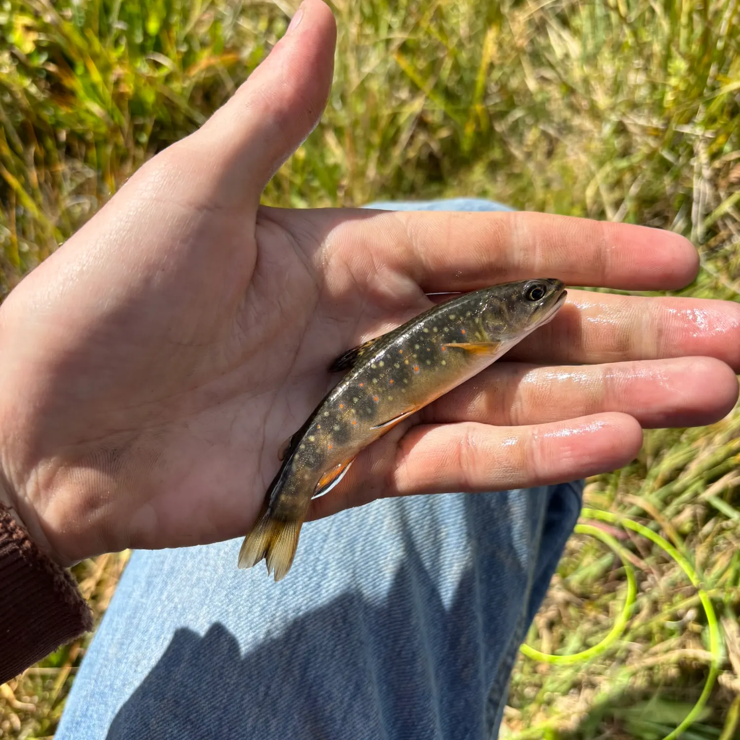 Brook trout caught on Fishbrain