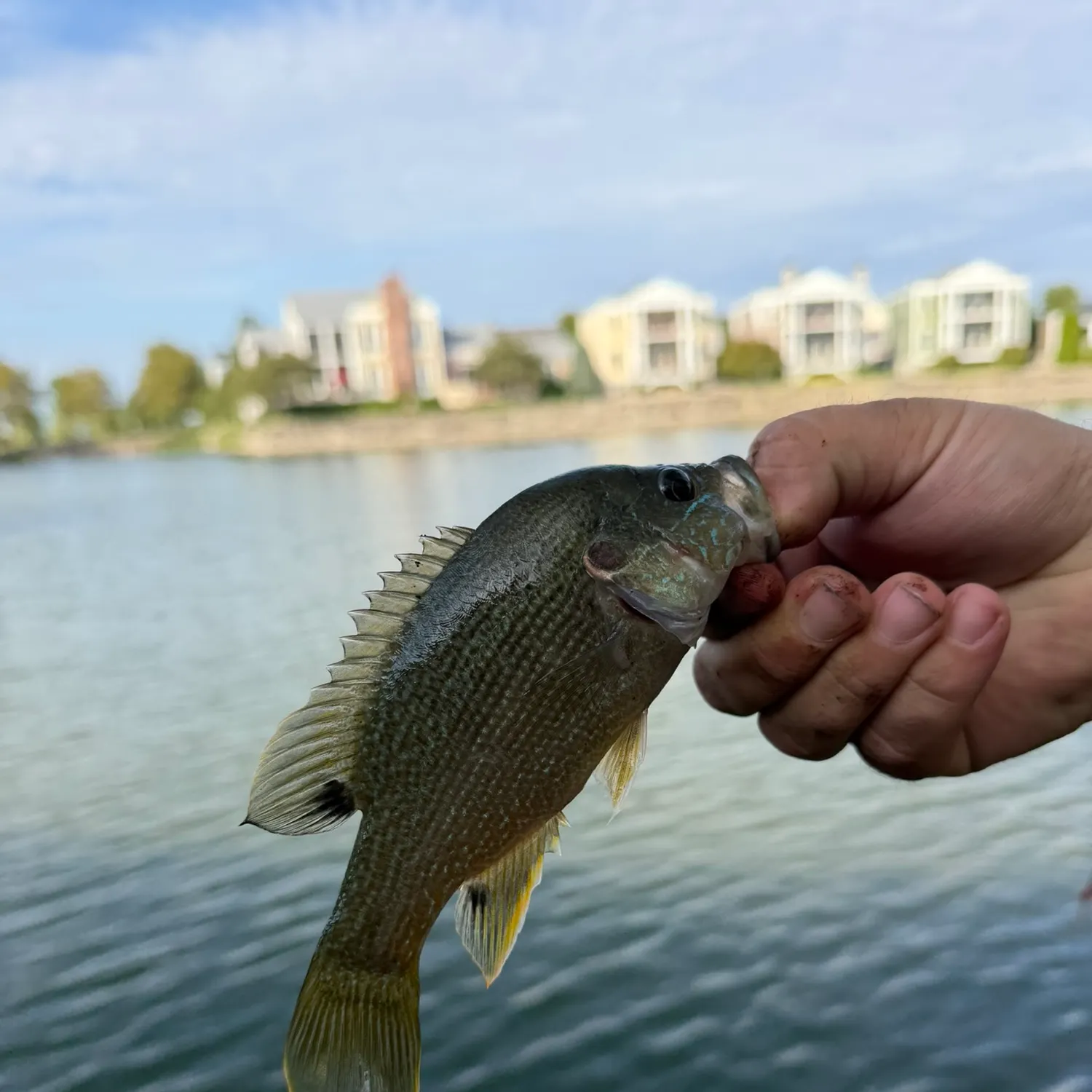 Green sunfish caught on Fishbrain