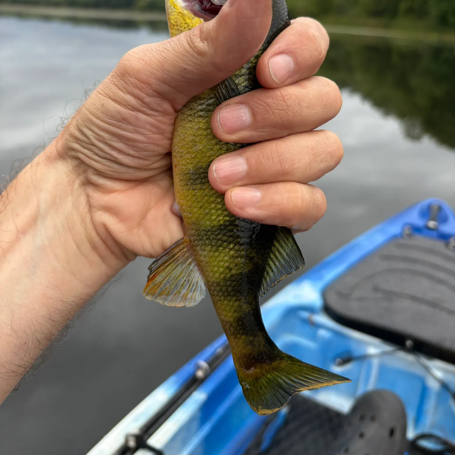 Yellow perch caught on Fishbrain