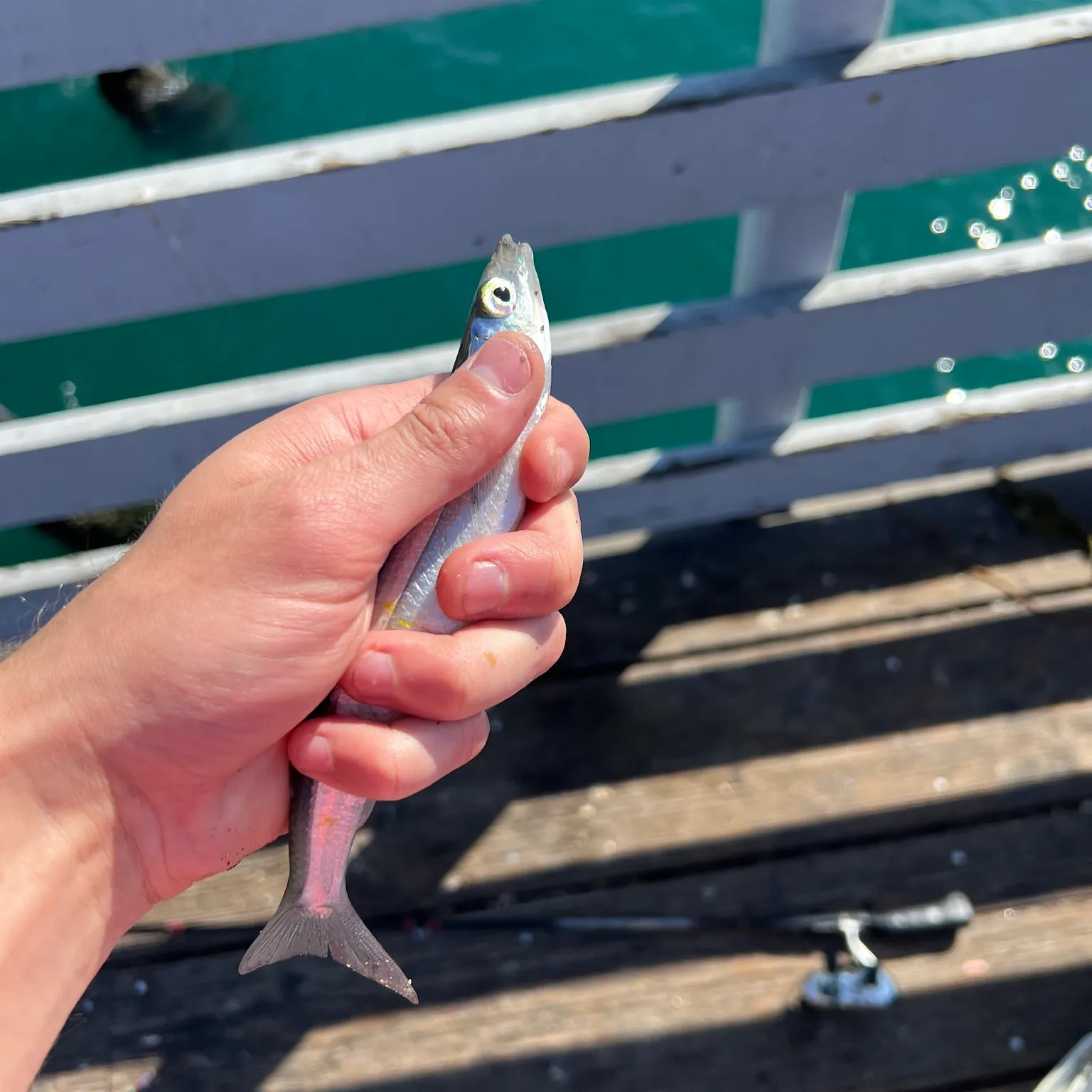 The most recent Topsmelt silverside catches on Fishbrain