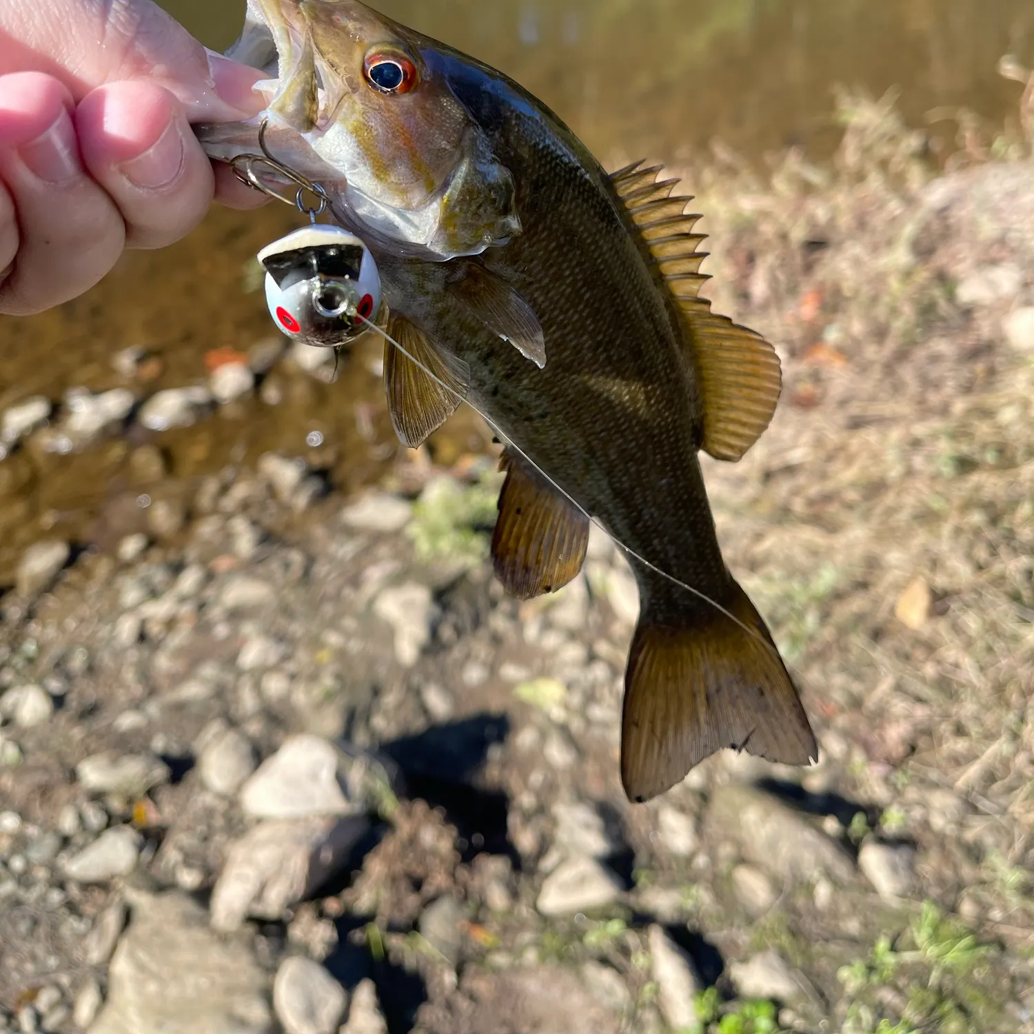 Smallmouth bass caught on Fishbrain