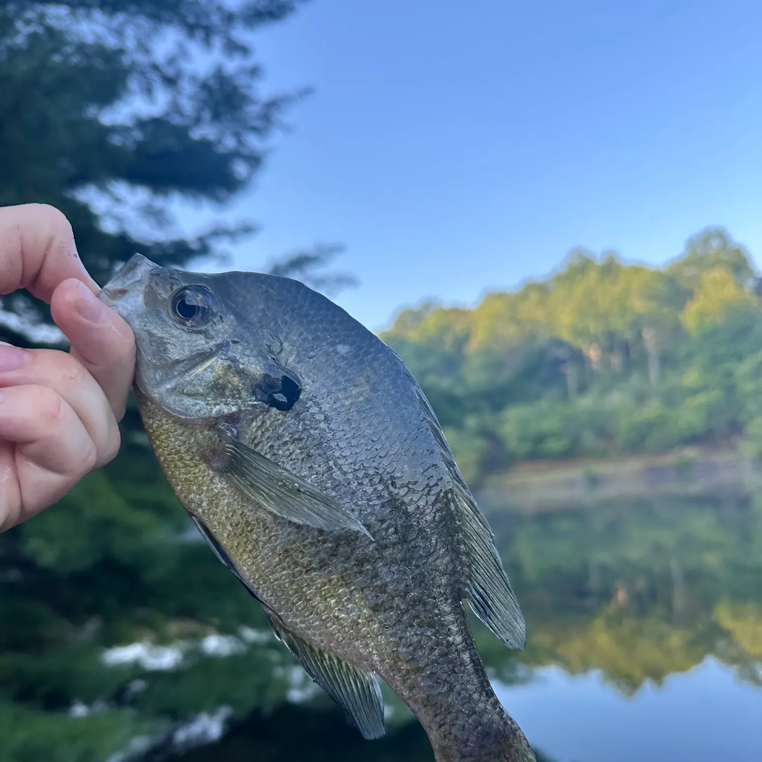Bluegill caught on Fishbrain