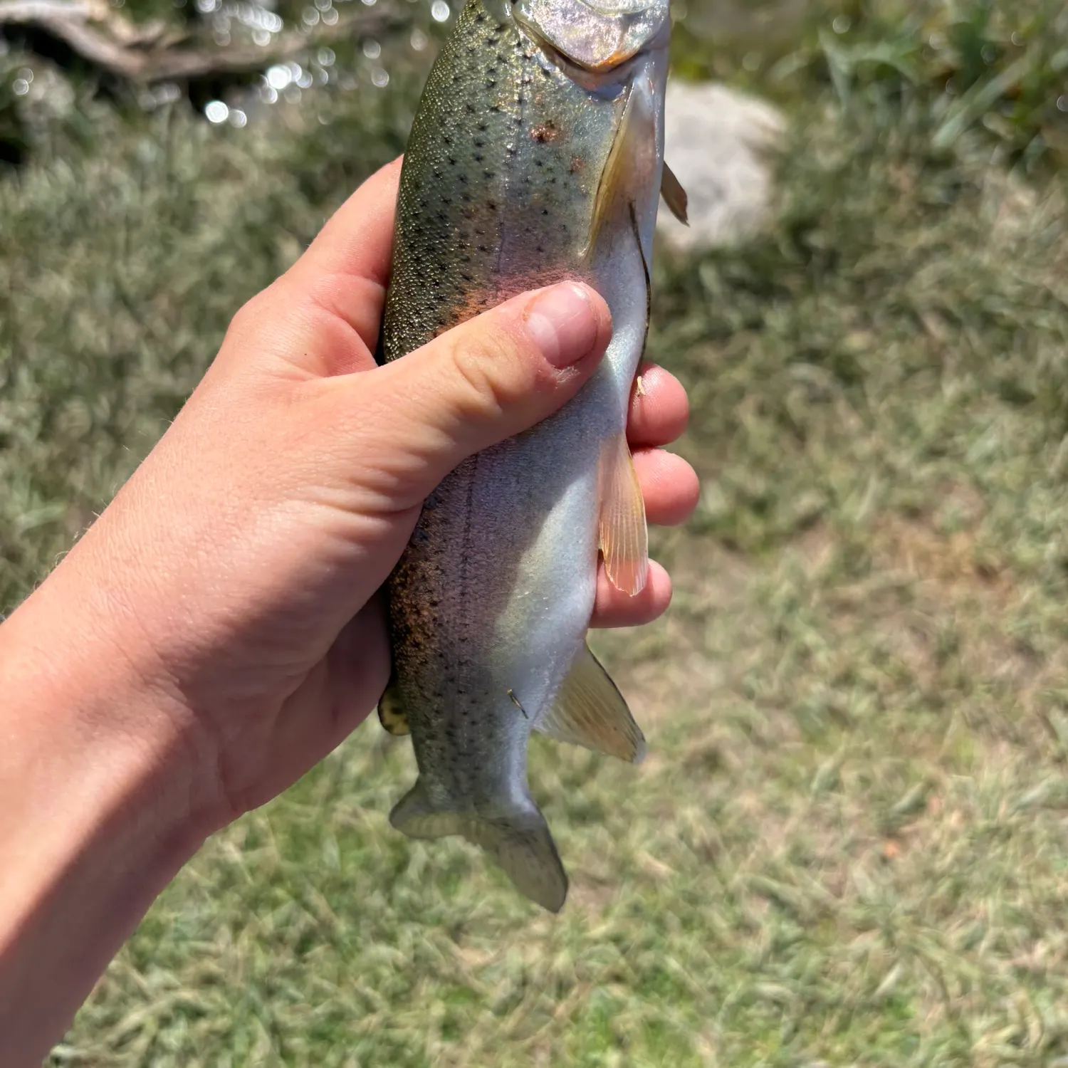 Rainbow trout caught on Fishbrain