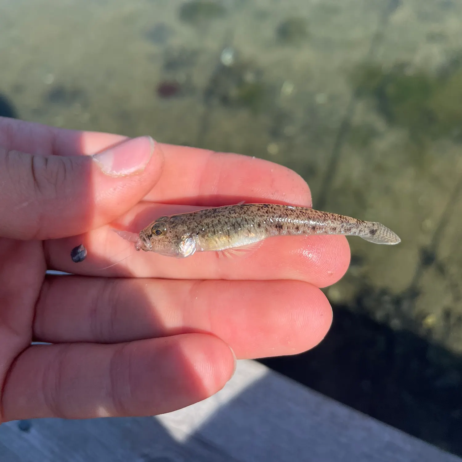 The most recent Sand goby catches on Fishbrain