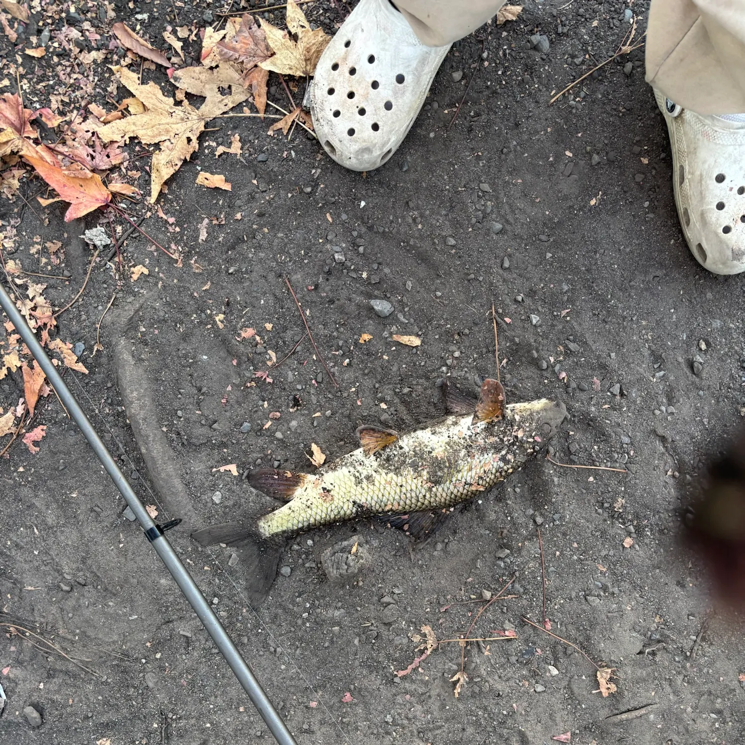Smallmouth redhorse caught on Fishbrain