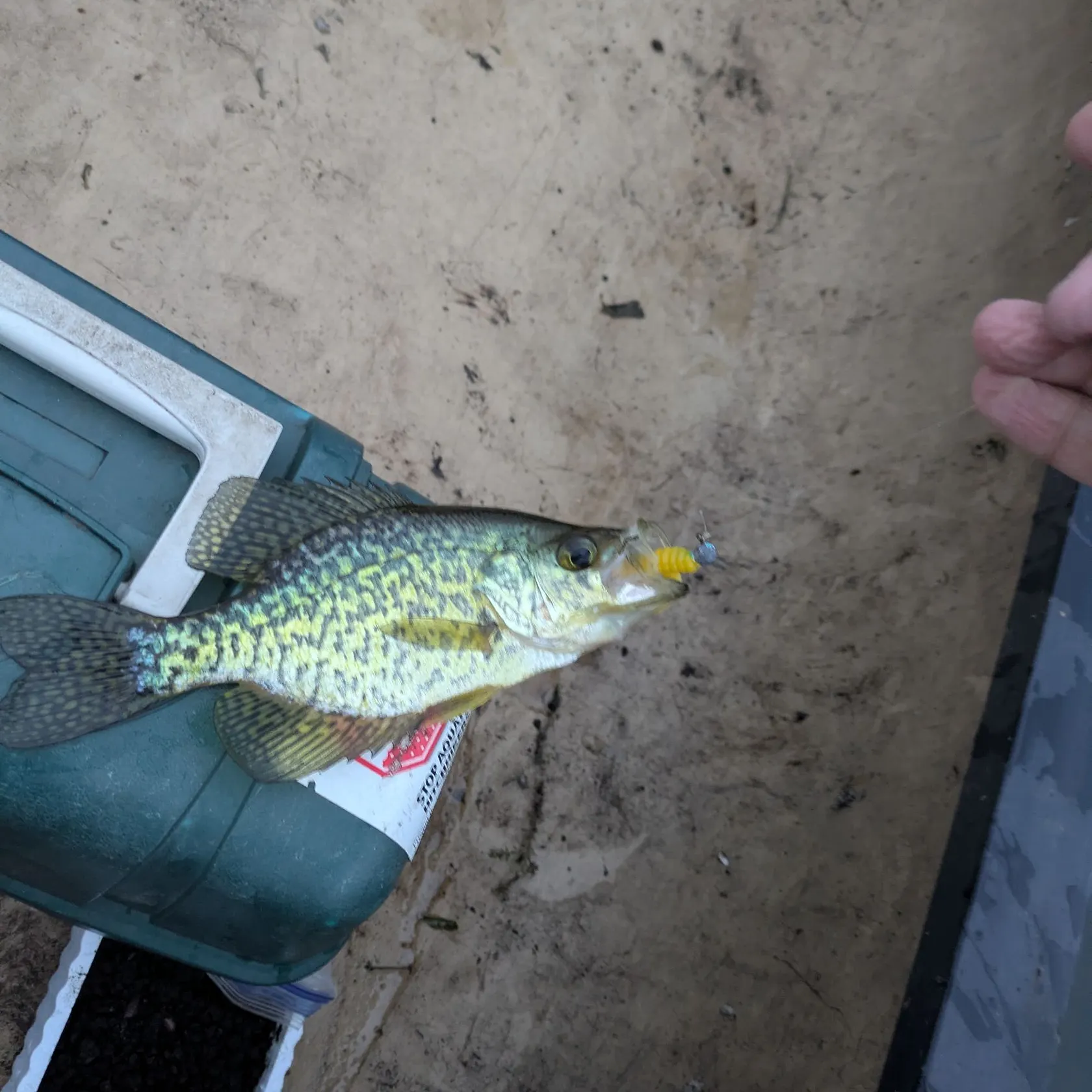 Black crappie caught on Fishbrain