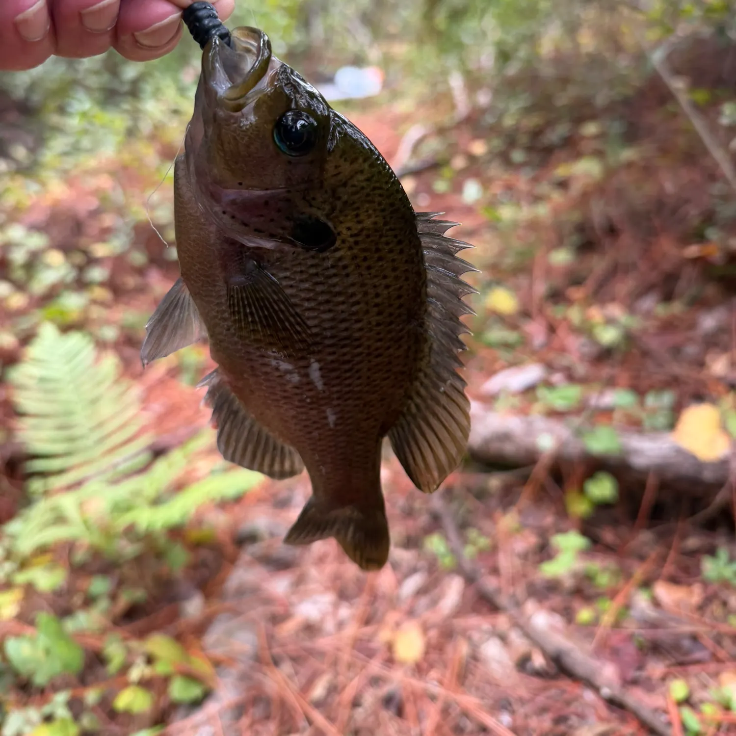 The most recent Spotted sunfish catches on Fishbrain