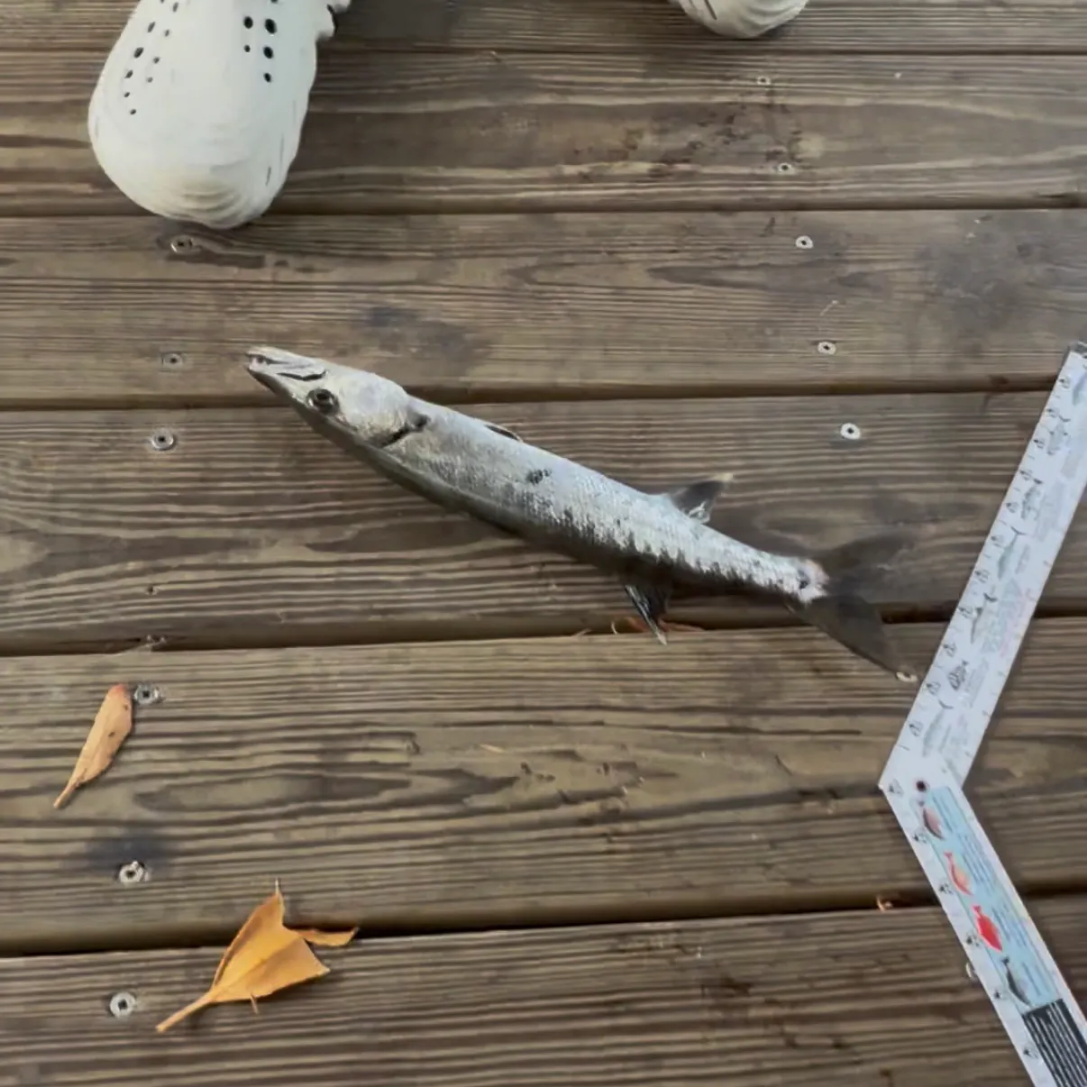 The most recent Great barracuda catches on Fishbrain
