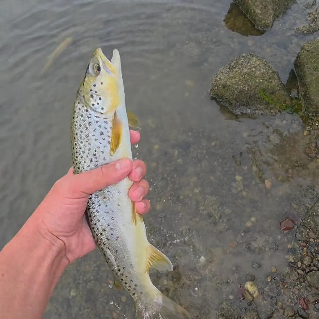 Brown trout caught on Fishbrain