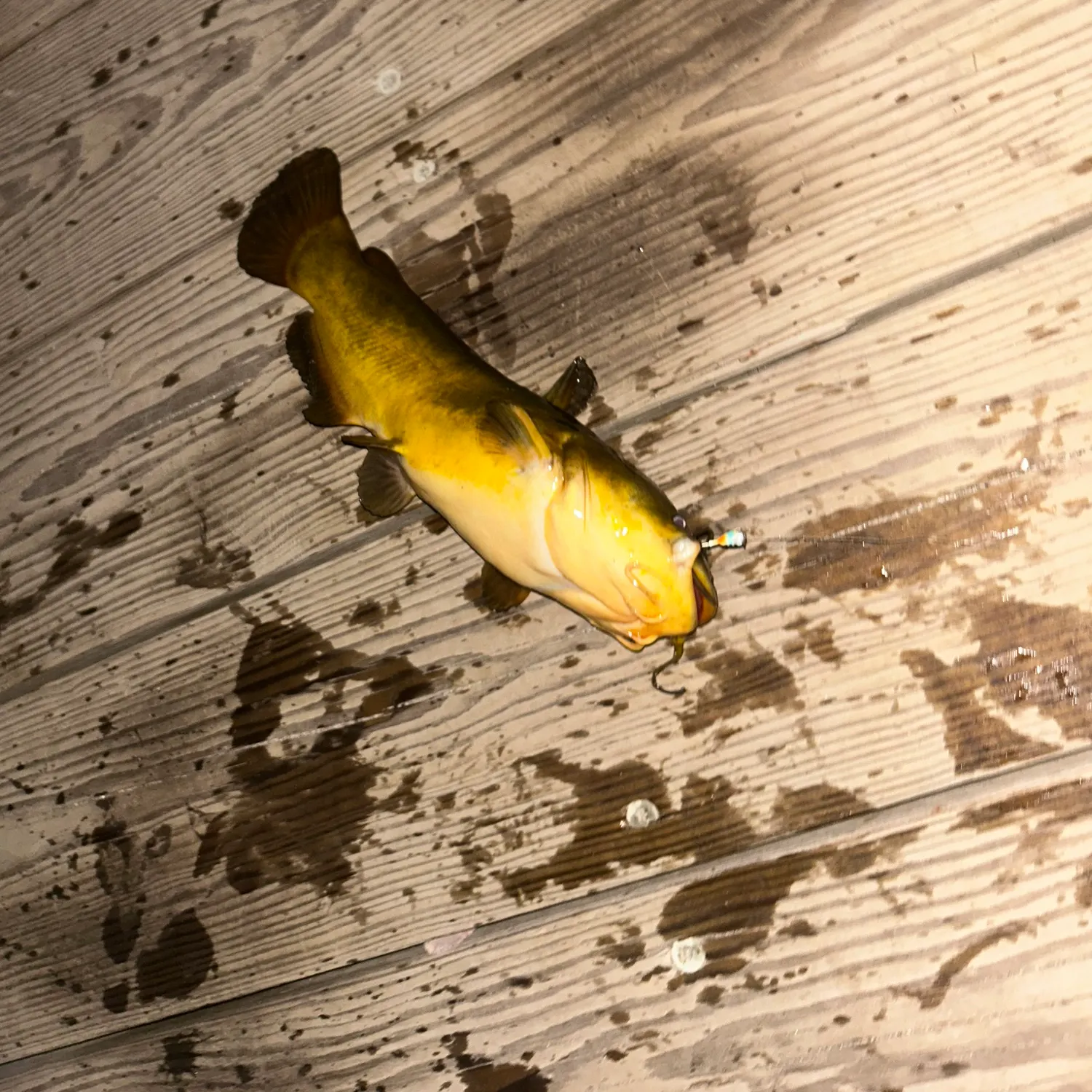 Yellow bullhead caught on Fishbrain