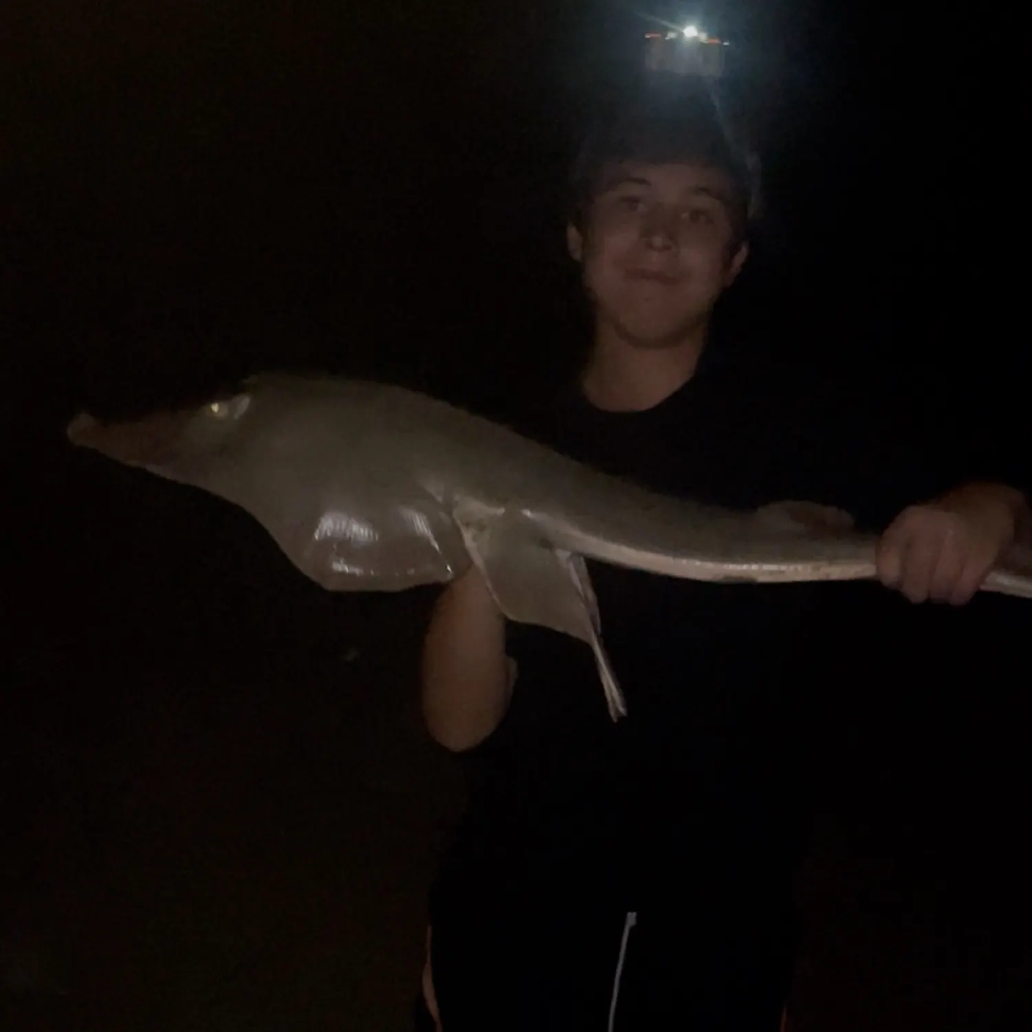 The most recent Giant guitarfish catches on Fishbrain