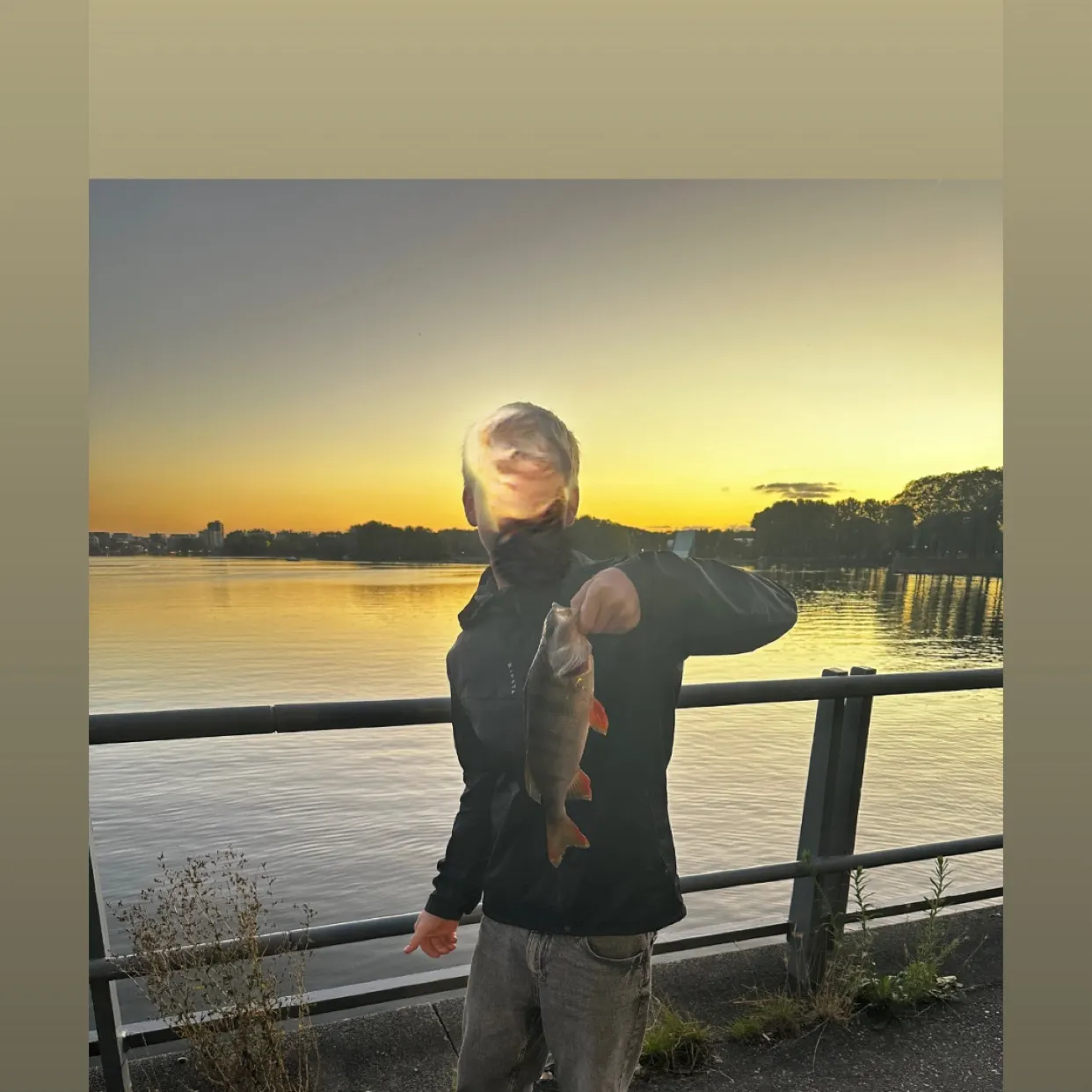 European perch caught on Fishbrain