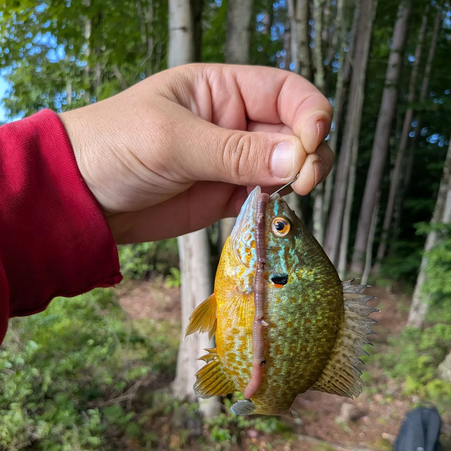 Pumpkinseed caught on Fishbrain