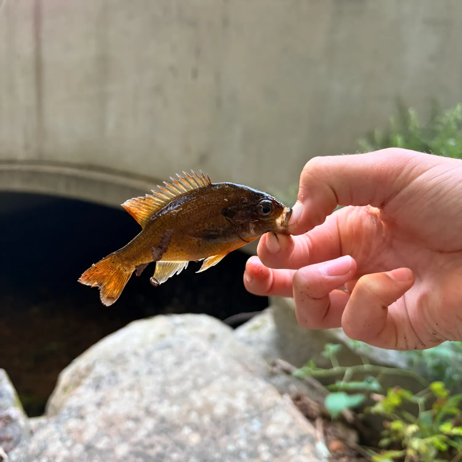 Bluegill caught on Fishbrain
