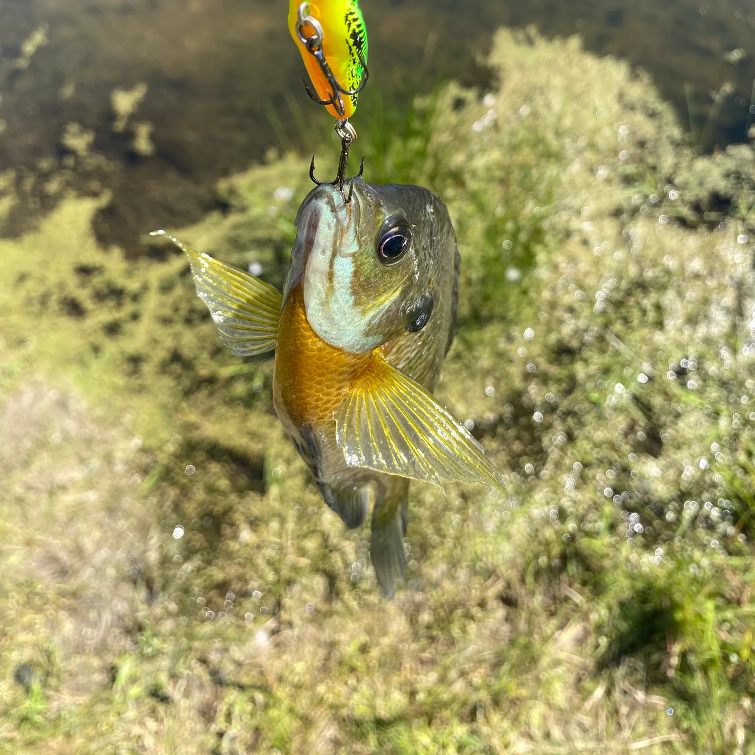 Bluegill caught on Fishbrain