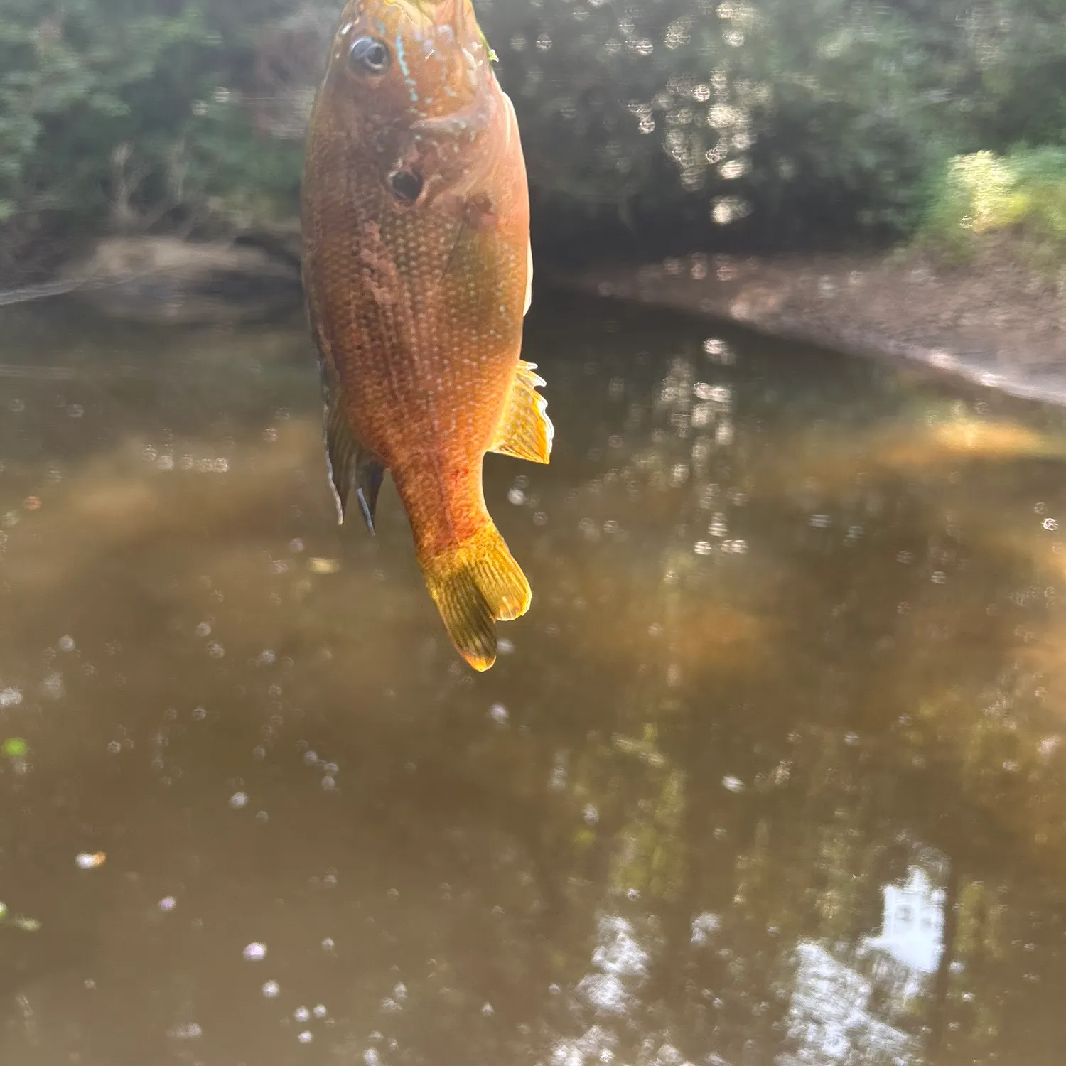 Green sunfish caught on Fishbrain