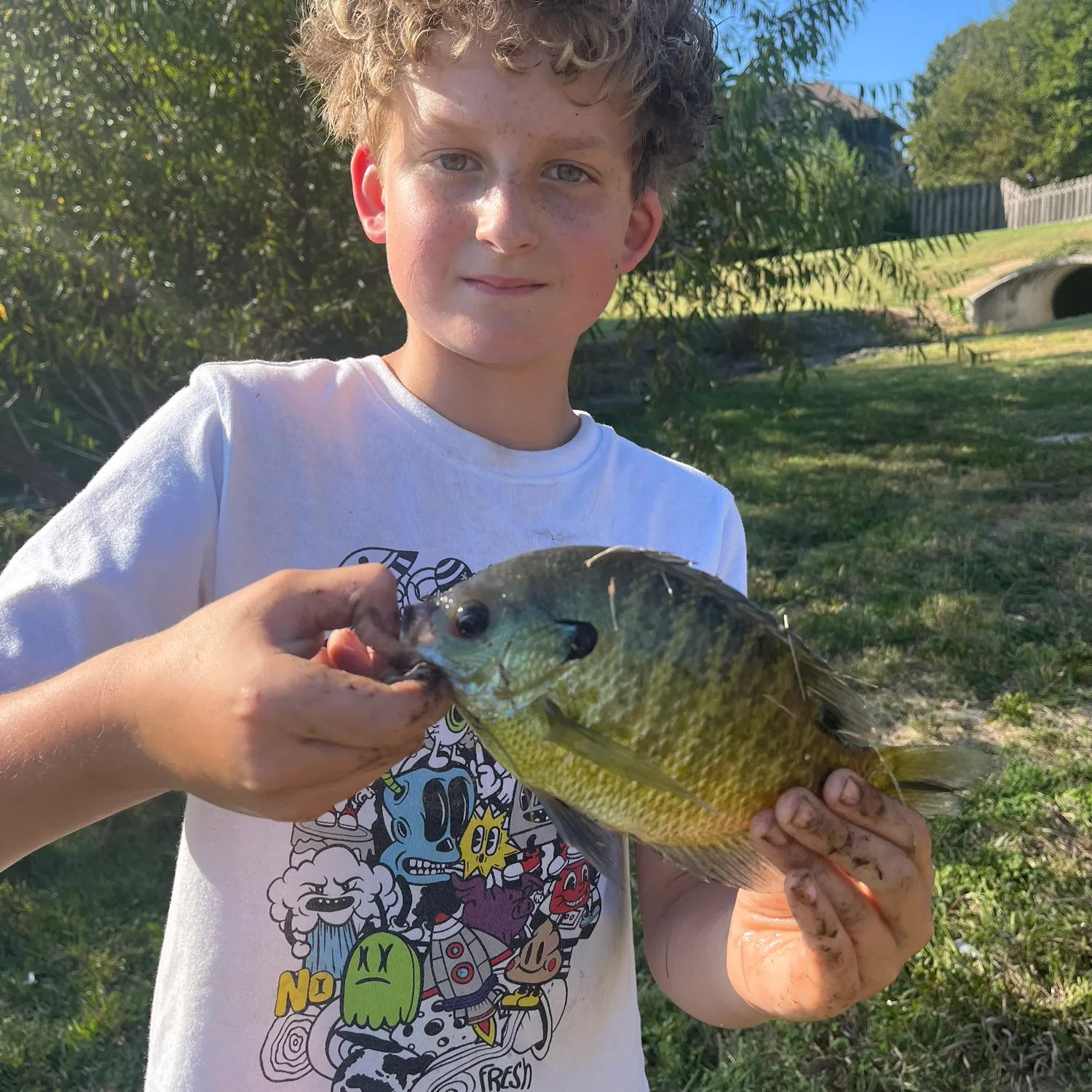 Bluegill caught on Fishbrain