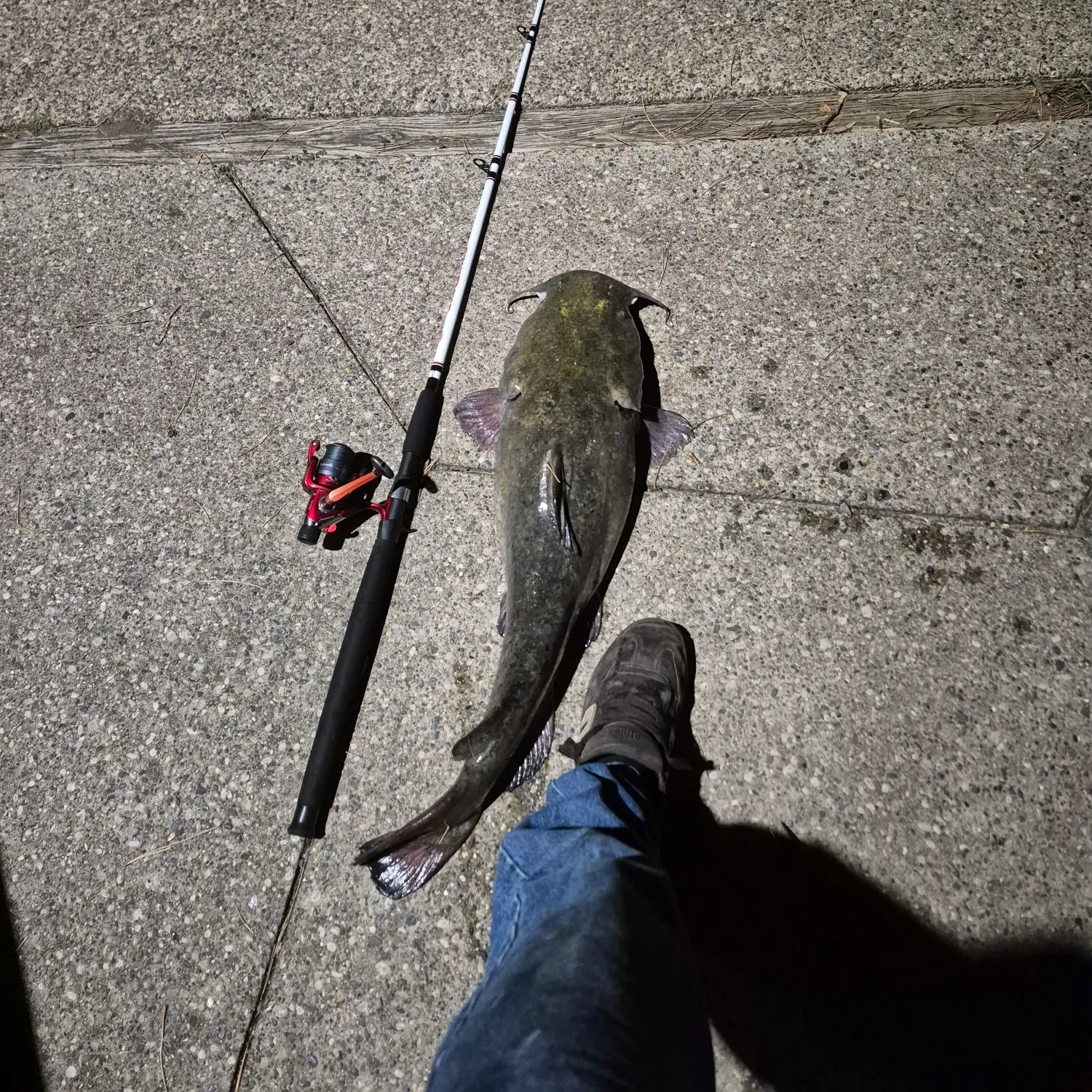 Flathead catfish caught on Fishbrain