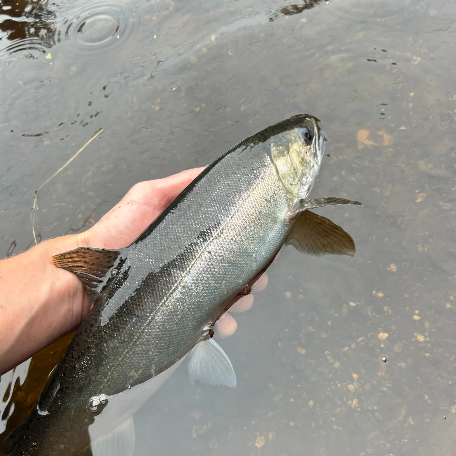 Coho salmon caught on Fishbrain