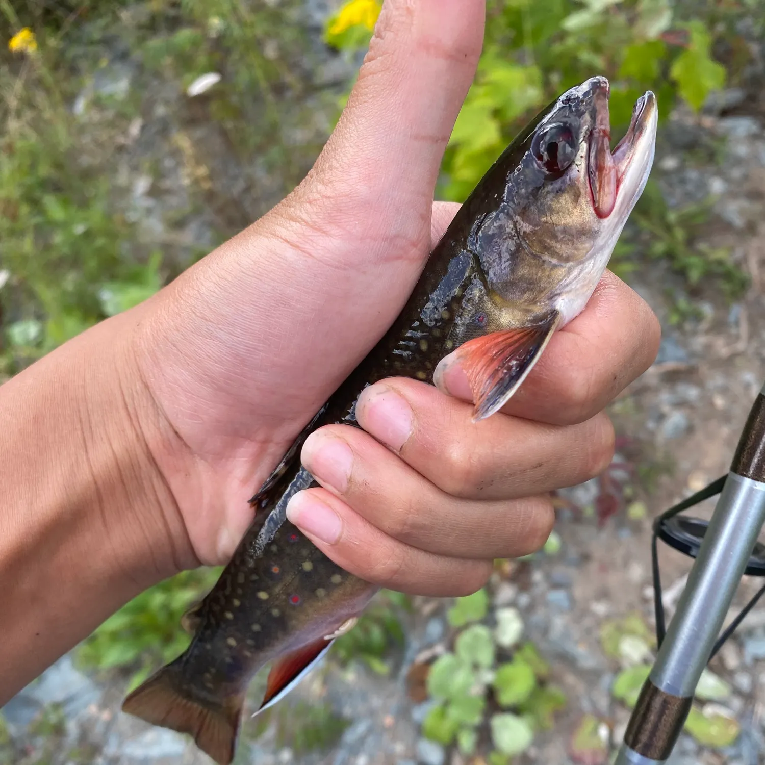 Brook trout caught on Fishbrain