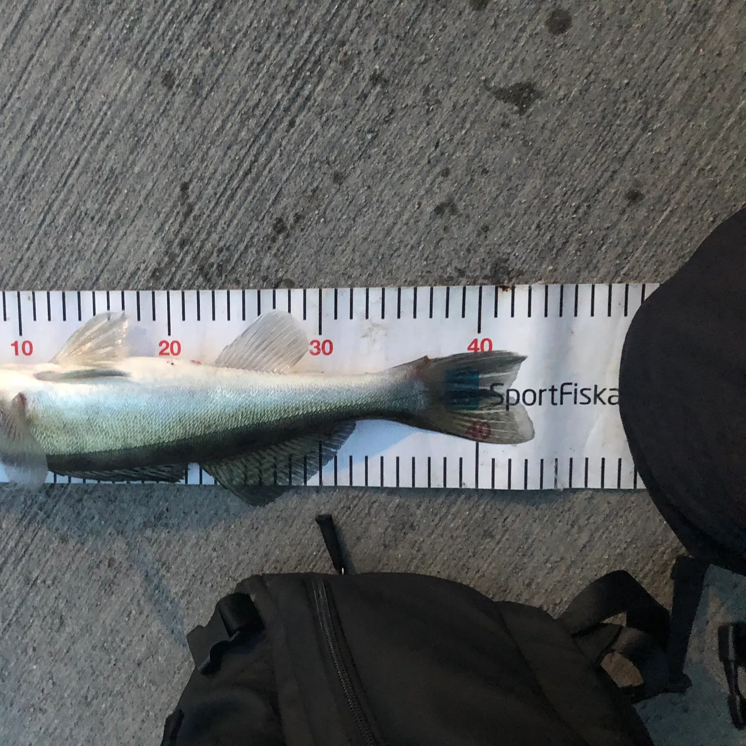 Zander caught on Fishbrain