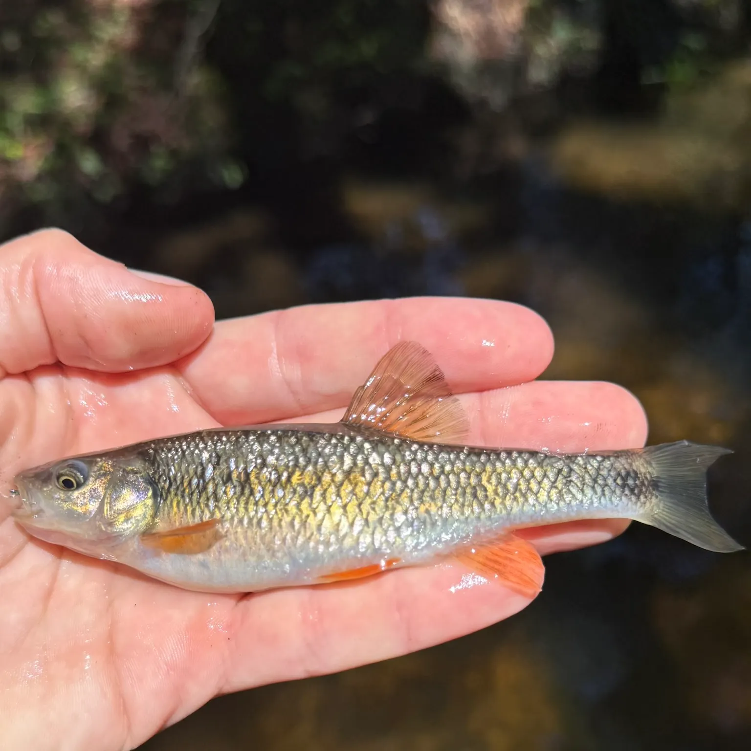 The most recent Sandhills chub catches on Fishbrain
