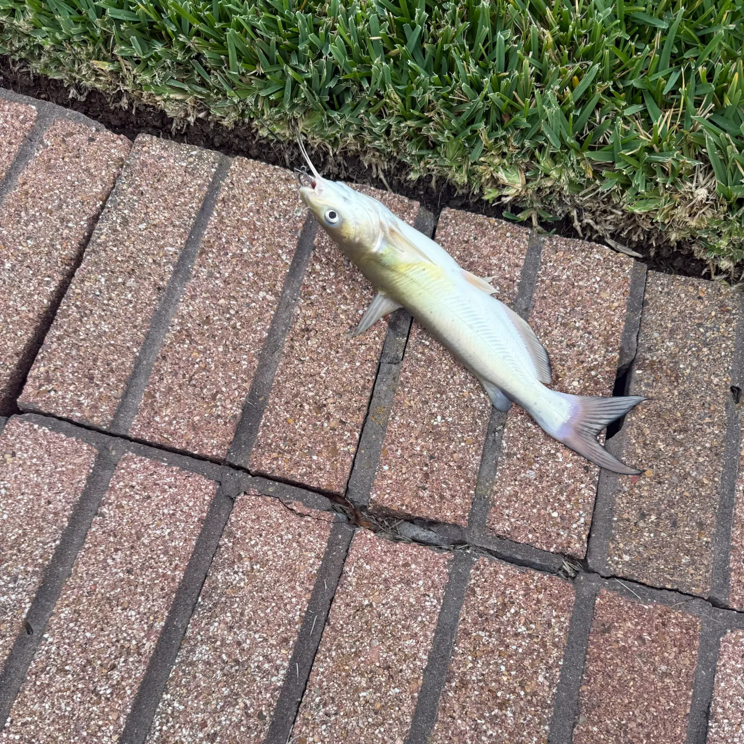 Channel catfish caught on Fishbrain