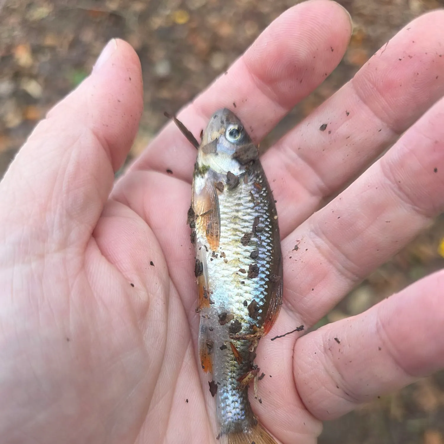 Common shiner caught on Fishbrain