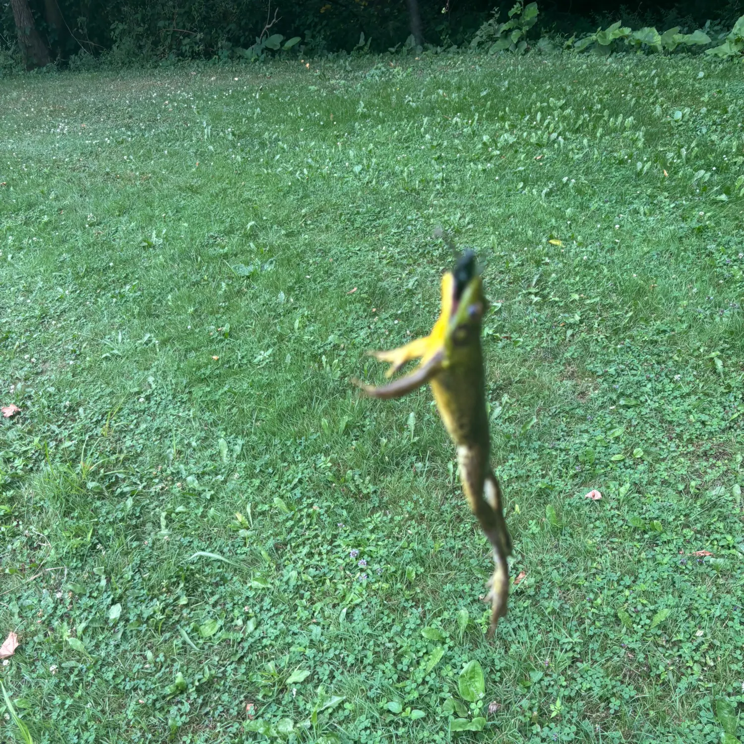 The most recent Rock bass catches on Fishbrain