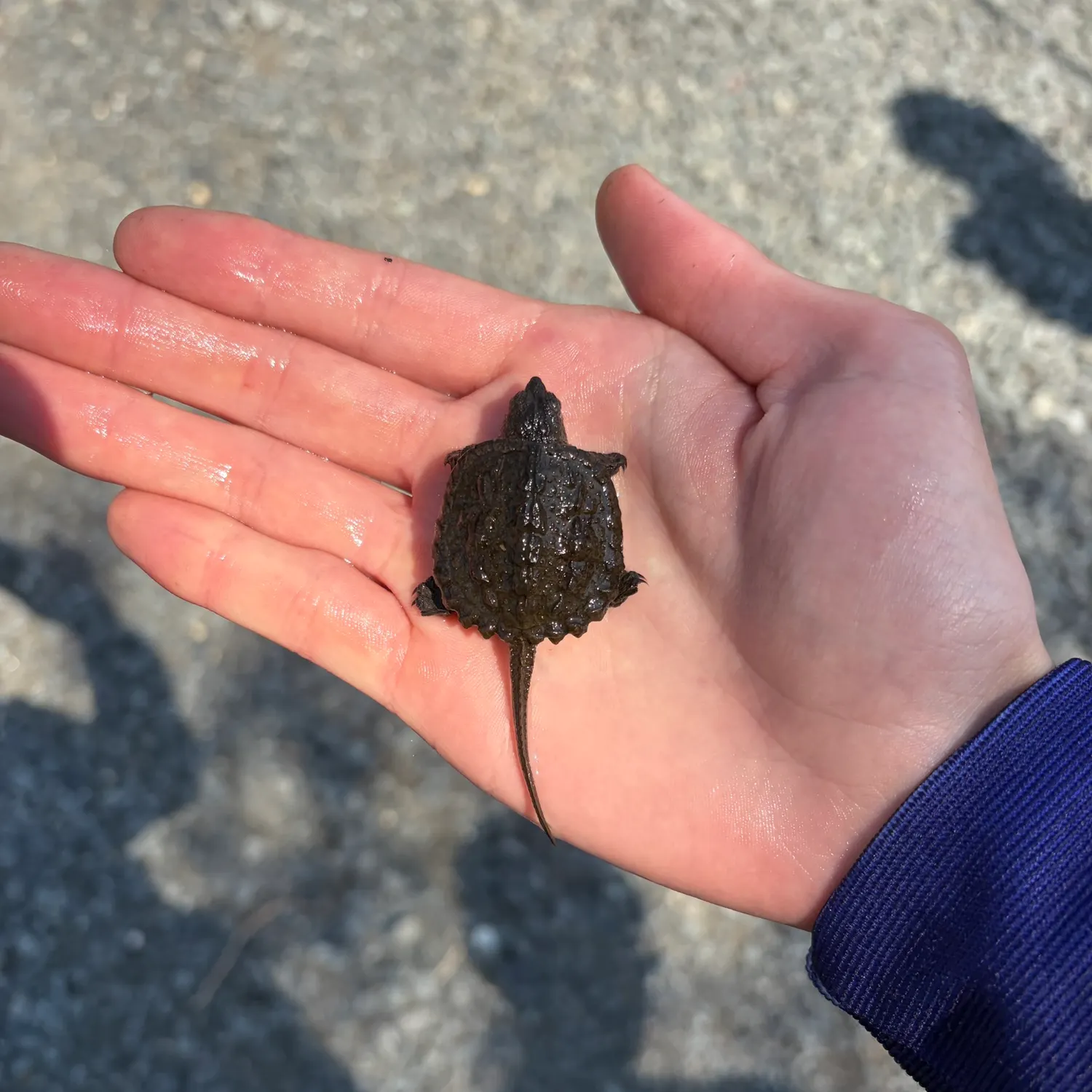 The most recent Common snapping turtle catches on Fishbrain