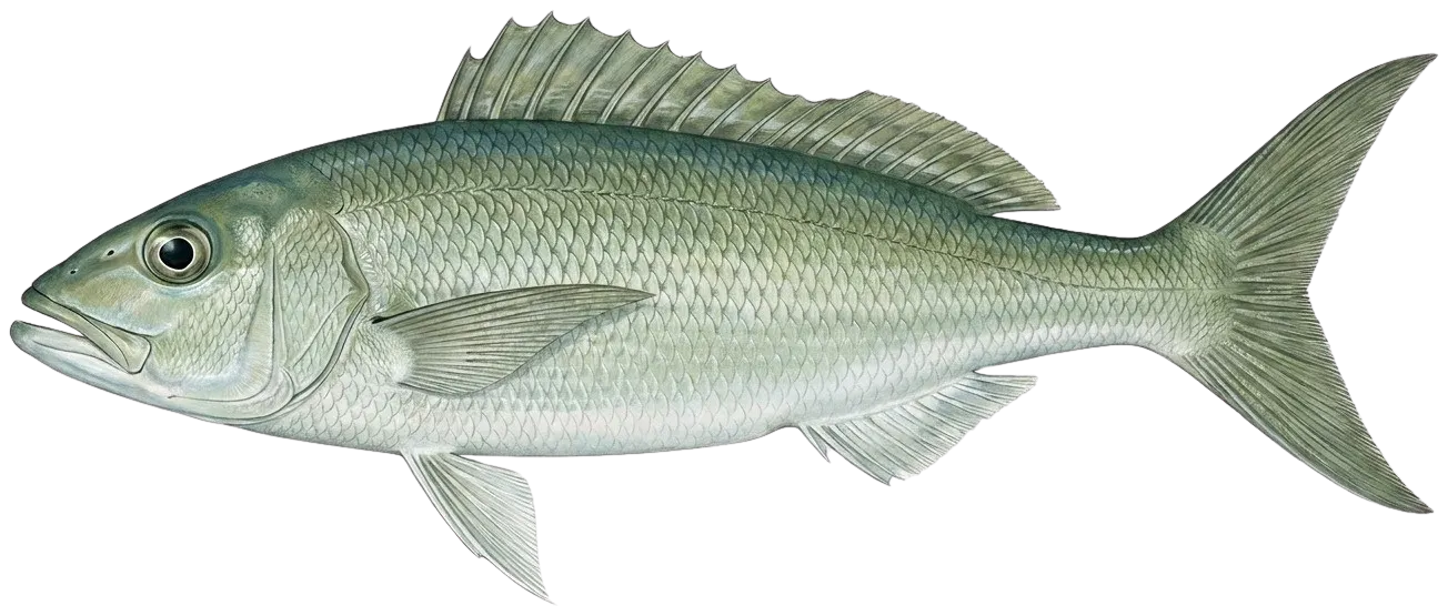 Green jobfish