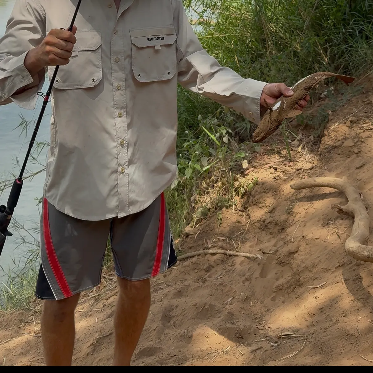 Barramundi caught on Fishbrain