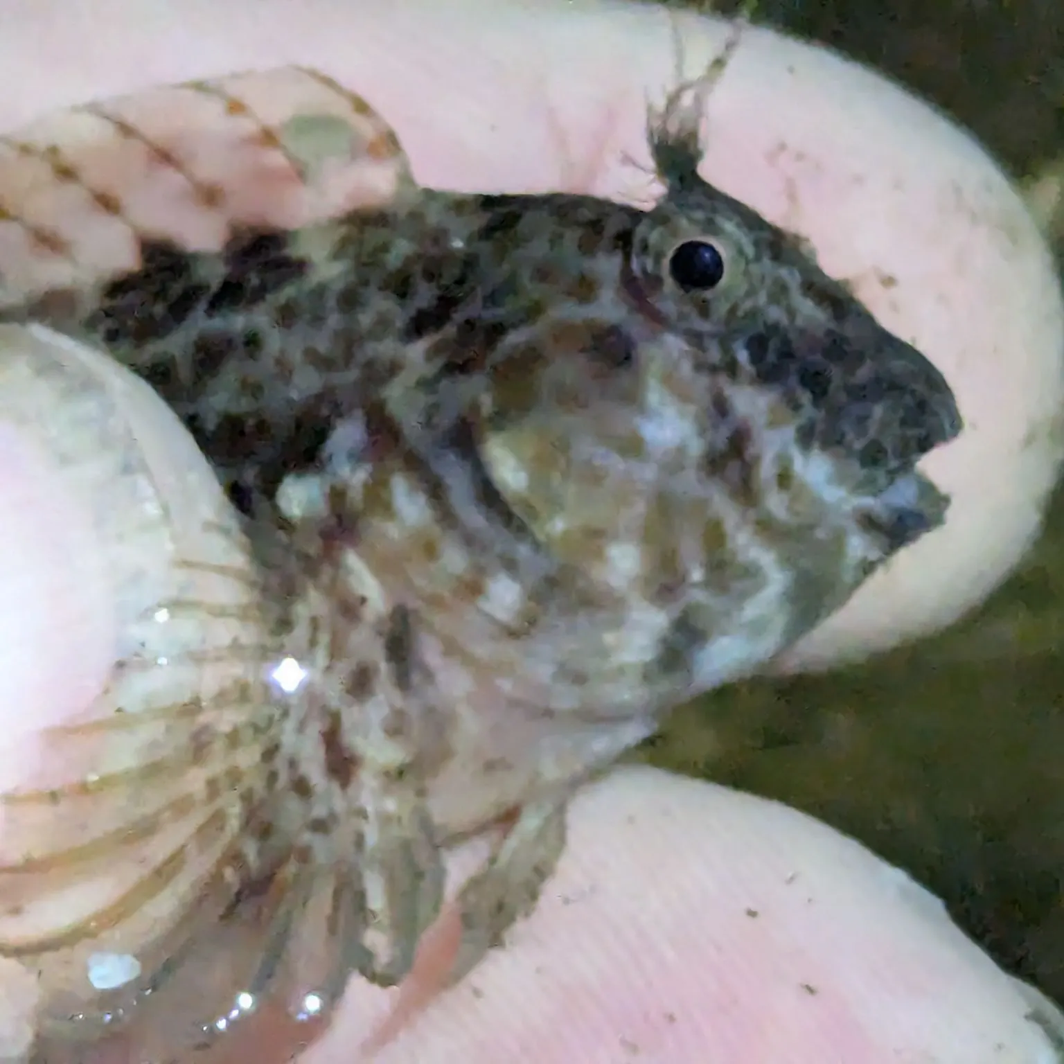 The most recent Crested blenny catches on Fishbrain