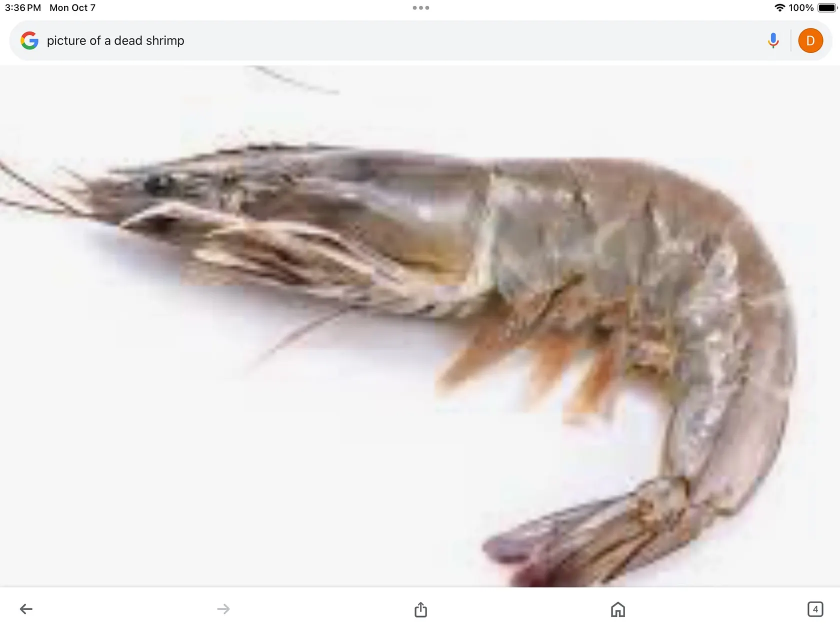 Shrimp