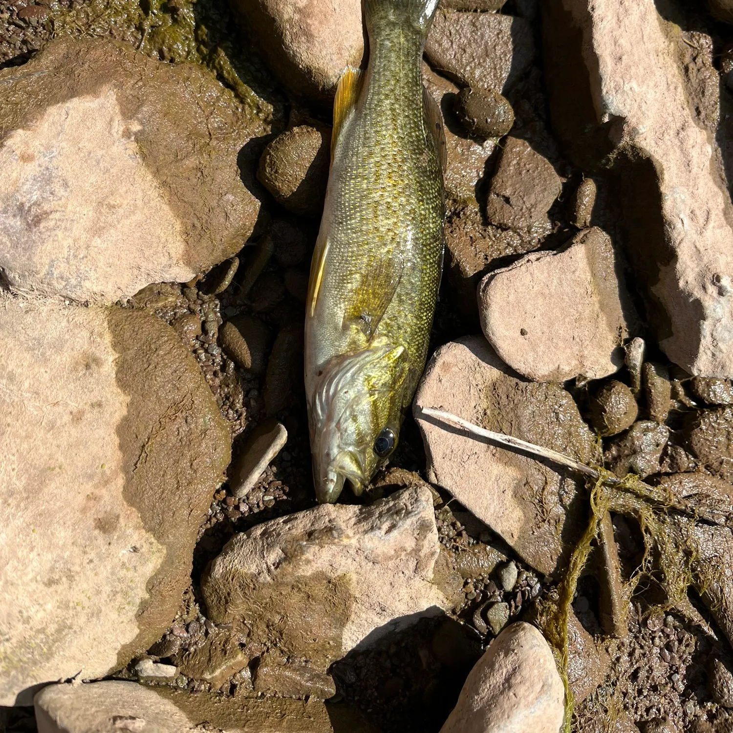 Smallmouth bass caught on Fishbrain