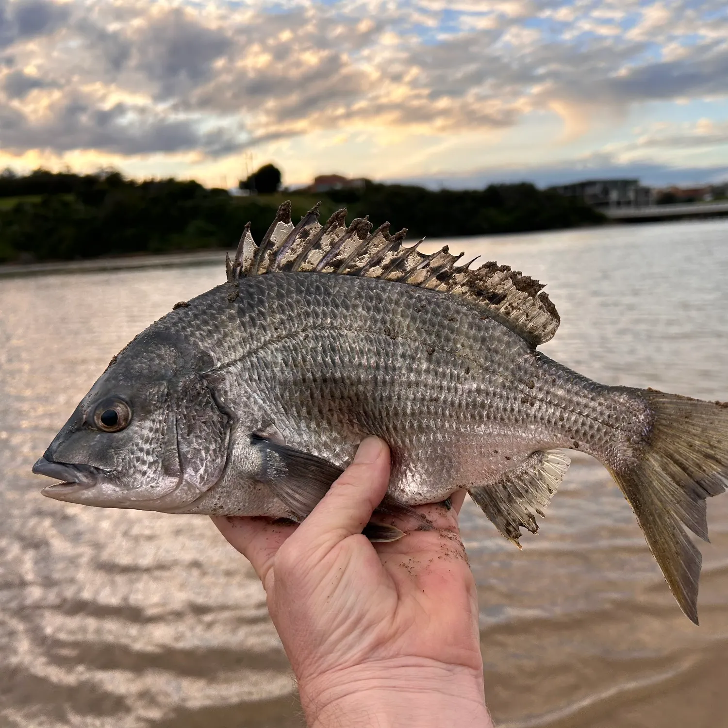 The most recent Southern black bream catches on Fishbrain