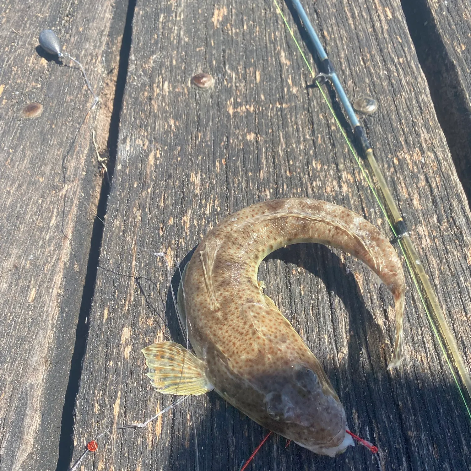 Dusky flathead caught on Fishbrain