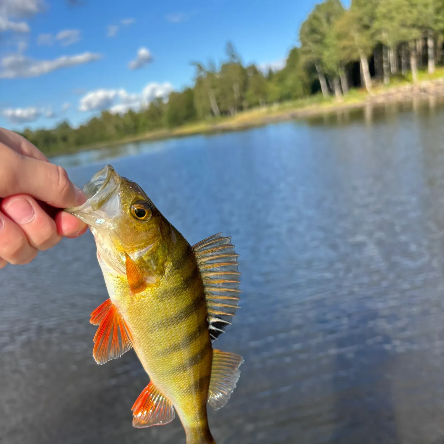 European perch caught on Fishbrain