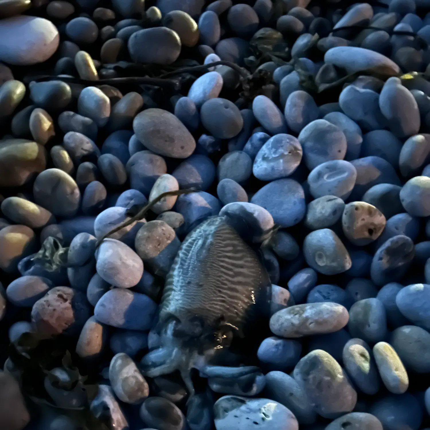 The most recent Common cuttlefish catches on Fishbrain