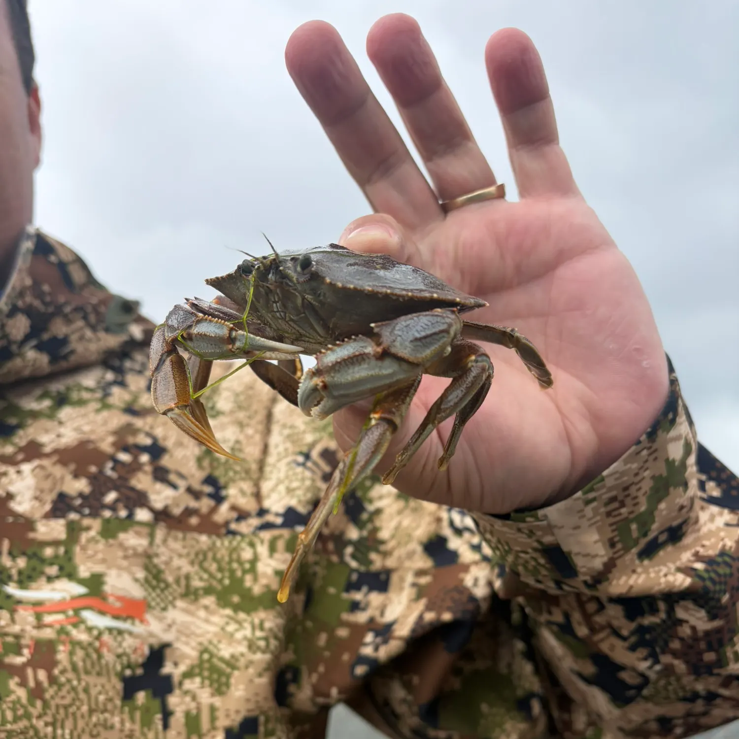The most recent Dungeness crab catches on Fishbrain